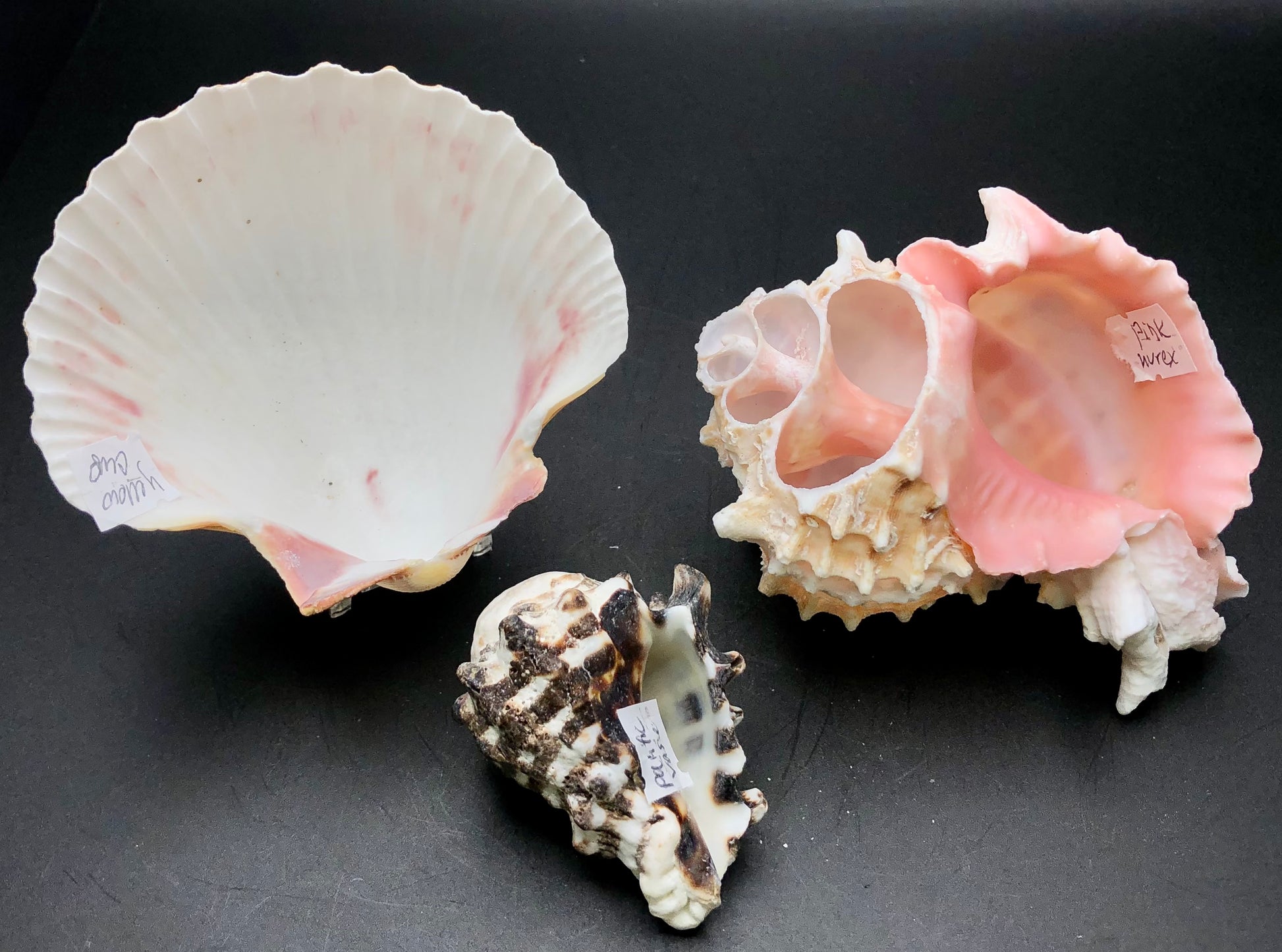 A captivating display by The Crystalary features three seashells placed on a dark surface. On the left, you'll find a fan-shaped shell; in the center, there's a spotted conch; and on the right, a large, spiked pink murex stands out. Each of these shells from their AUCTION- Shells product line has its own small label attached.