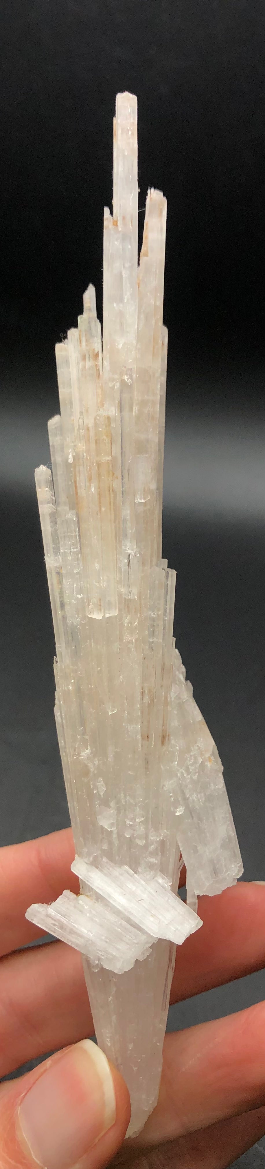 A hand displays the AUCTION- Scolecite- unk locality from The Crystalary against a dark backdrop. The tall, white scolecite crystals feature radial growth, stand vertically oriented, and possess a translucent look.