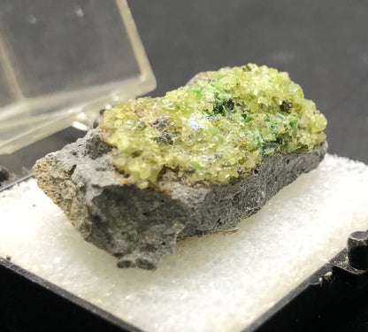 The Crystalary's item, AUCTION- Peridot- San Carlos Indian Reservation, Peridot, Arizona, USA, is exhibited on a white base inside a transparent case. Its gray rock from Arizona is adorned with shimmering yellow-green peridot micro-crystals, and the dark background accentuates the vibrant colors of the crystals against the rock.