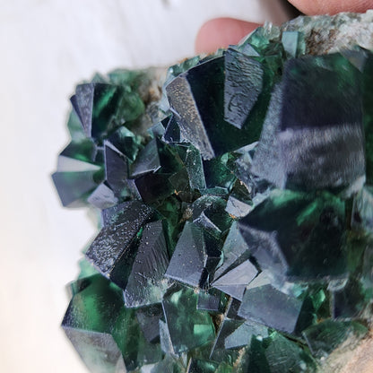 A close-up of **Fluorite- Greedy Hog Pocket, Diana Maria, Co. Durham, England** crystals from The Crystalary showcases their vibrant green color and geometric formations. The crystals have sharp edges and are attached to a rough rock surface. A hand is visible in the background, holding the specimen for display.