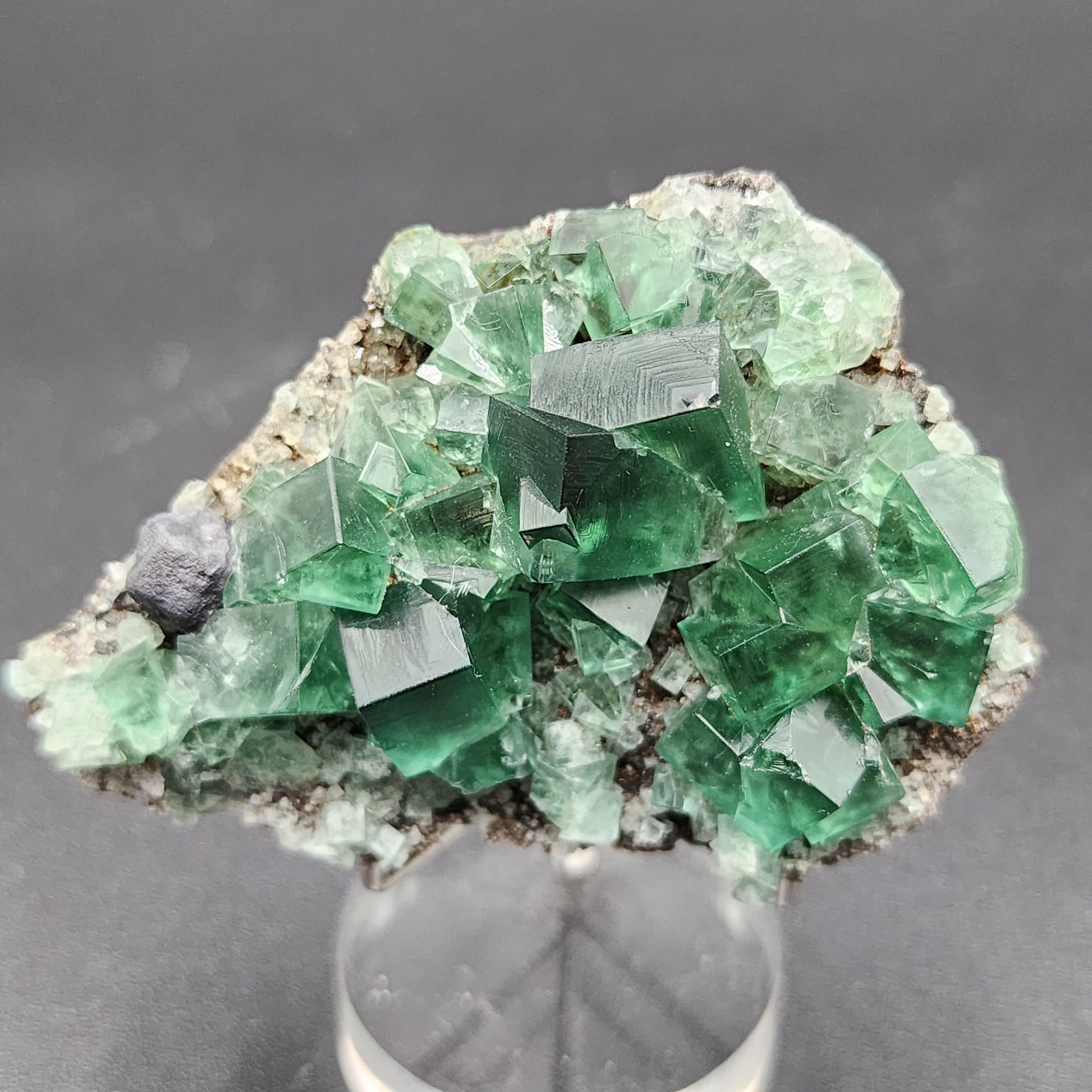 A close-up photo of the "Fluorite- Greedy Hog Pocket, Diana Maria, Co. Durham, England" specimen from The Crystalary, showcasing green, cube-shaped fluorite crystals with a few small dark inclusions on a gray rocky base against a plain black background.