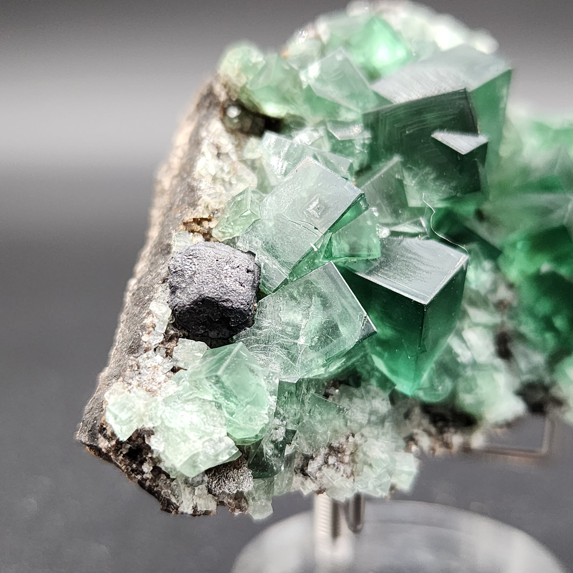 A close-up photograph showcases a cluster of green, translucent fluorite crystals with a noticeable cubic structure. Nestled among the Fluorite- Greedy Hog Pocket crystals from the Diana Maria mine is a small, dark, irregularly shaped mineral. The background is out of focus, highlighting the minerals. This piece is part of The Crystalary collection from Co. Durham, England.