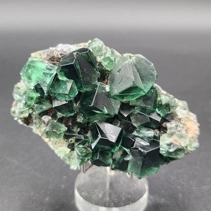 Displayed on a transparent stand, a cluster of dark green cubic fluorite crystals from The Crystalary's "Fluorite- Greedy Hog Pocket, Diana Maria, Co. Durham, England" exhibits sharp edges and a glossy surface. The varying sizes of the crystals are set against a black background, highlighting their geometric shapes and rich color.