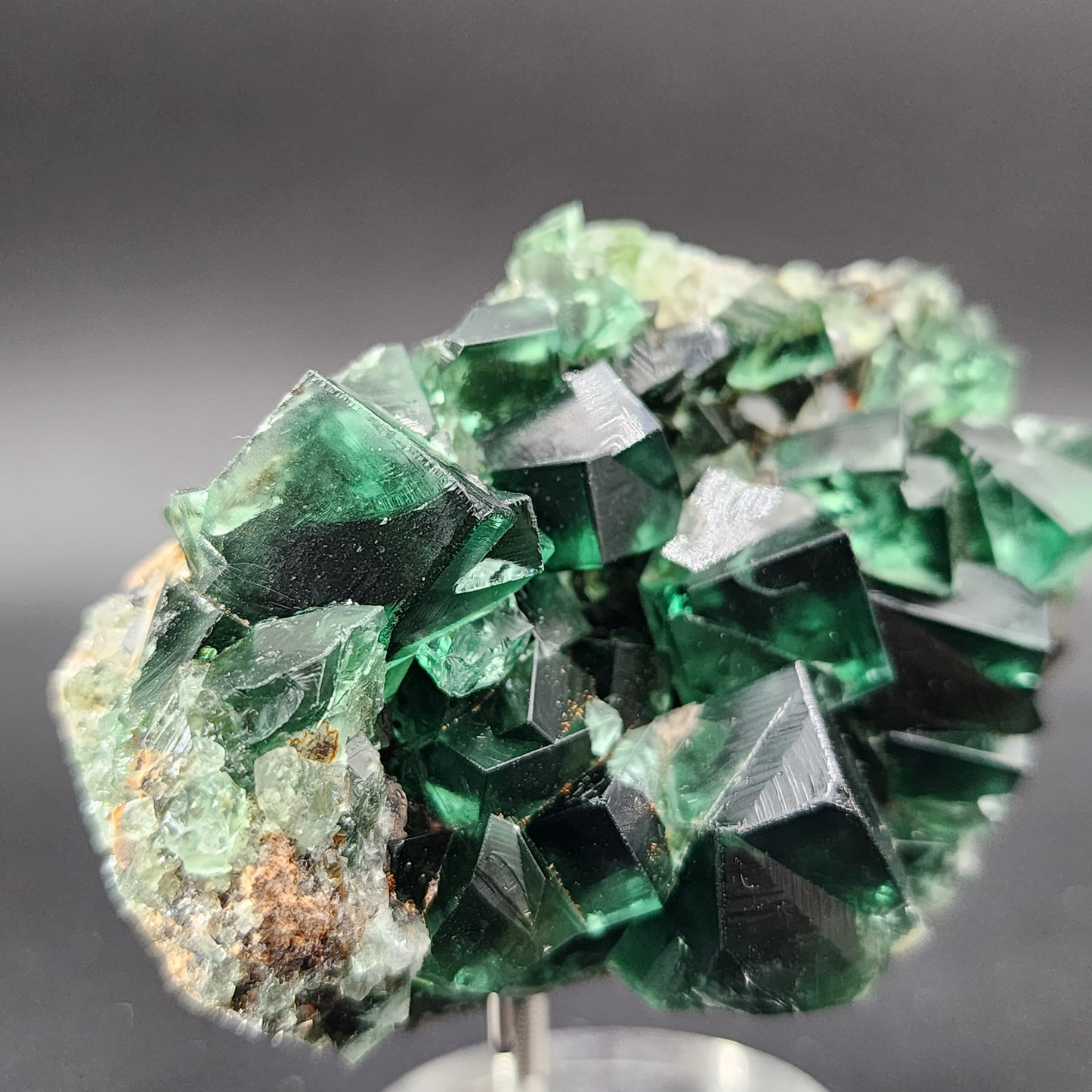 A stunning piece from The Crystalary, the Fluorite- Greedy Hog Pocket, Diana Maria, Co. Durham, England features a cluster of deep green, transparent fluorite crystals resting on a gray background. The crystals boast sharp edges and geometric shapes, showcasing their clarity and intricate structure. This captivating specimen is elegantly presented on a small metallic stand for display.