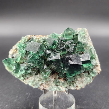 A close-up photo of a Fluorite - Greedy Hog Pocket cluster from the Diana Maria mine captures its green cubic fluorite crystals on a white and grey mineral matrix, elegantly displayed on a round transparent stand against a grey background. The Crystalary's featured fluorite crystals are highlighted prominently, showcasing their clear, sharp edges and rich green hue.