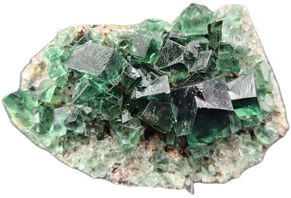 A close-up of a green Fluorite - Greedy Hog Pocket cluster from The Crystalary, mined at the Diana Maria site in Co. Durham, England, perched on a white and brown stone base. The translucent crystals display sharp edges and various sizes, forming a striking natural formation.