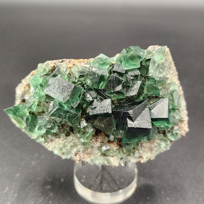 A detailed close-up of a cluster of green Fluorite crystals from the Diana Maria mine's Greedy Hog Pocket in Co. Durham, England shows the variability in crystal sizes, with several exhibiting well-defined cubic shapes. The specimen from The Crystalary is presented on a clear stand against a dark backdrop for display.