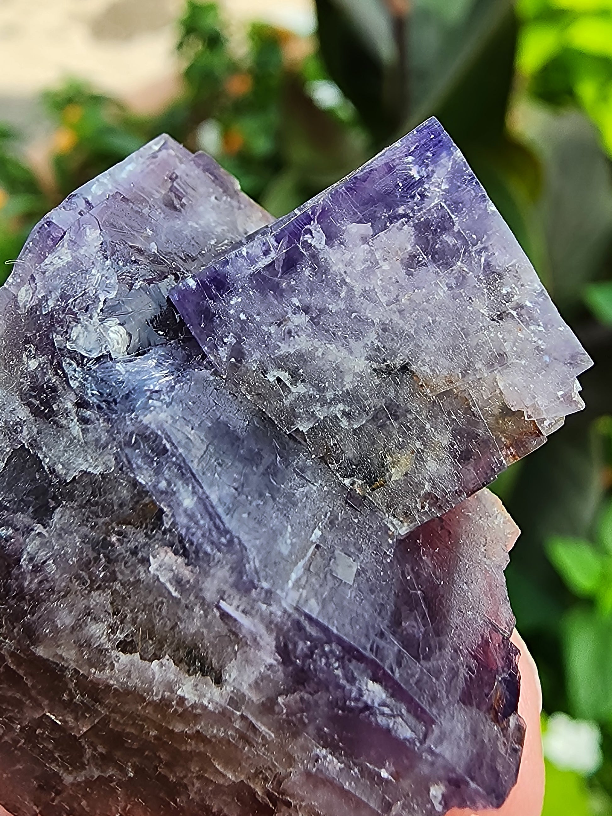 Close-up of a hand holding The Crystalary's Fluorite from the Purple Haze Pocket, Diana Maria Mine, Rogerley, Weardale, England. The crystal features a cubic structure with visible layers and textures. The background is blurred, showing hints of green foliage.