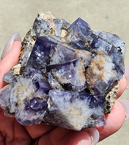 A hand holds a cluster of Fluorite-Milky Way Pocket crystals from the Diana Maria Mine in Weardale, Co Durham, UK. These purple fluorite crystals, featuring cubic formations and remarkable daylight fluorescence, display shades ranging from deep violet to lighter hues. They are attached to a rough, beige-brown matrix. The background is blurred, highlighting the vivid colors and intricate details of the crystals by The Crystalary.