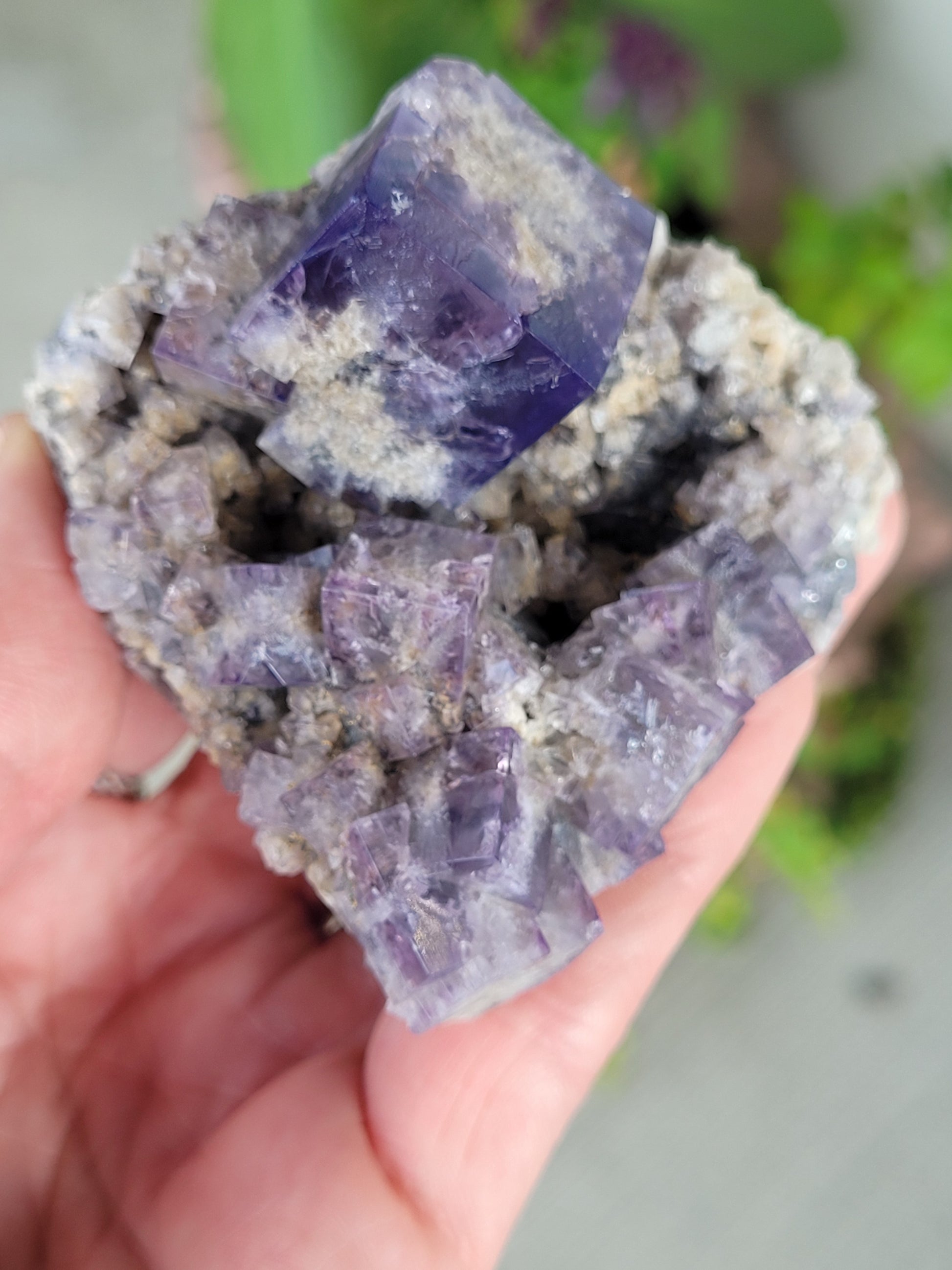 A person holds a rock formation from The Crystalary's "Fluorite- Purple Rain Pocket, Fairy Hole Vein, Lady Annabella Mine, Eastgate, Weardale, Co. Durham, England" collection. The specimen features cubic, deep inky purple fluorite crystals emerging from a textured beige matrix. The background is blurred with hints of green and pink indicating plants. This stunning piece showcases intricate interpenetrant twins known as Purple Rain Fluorite.
