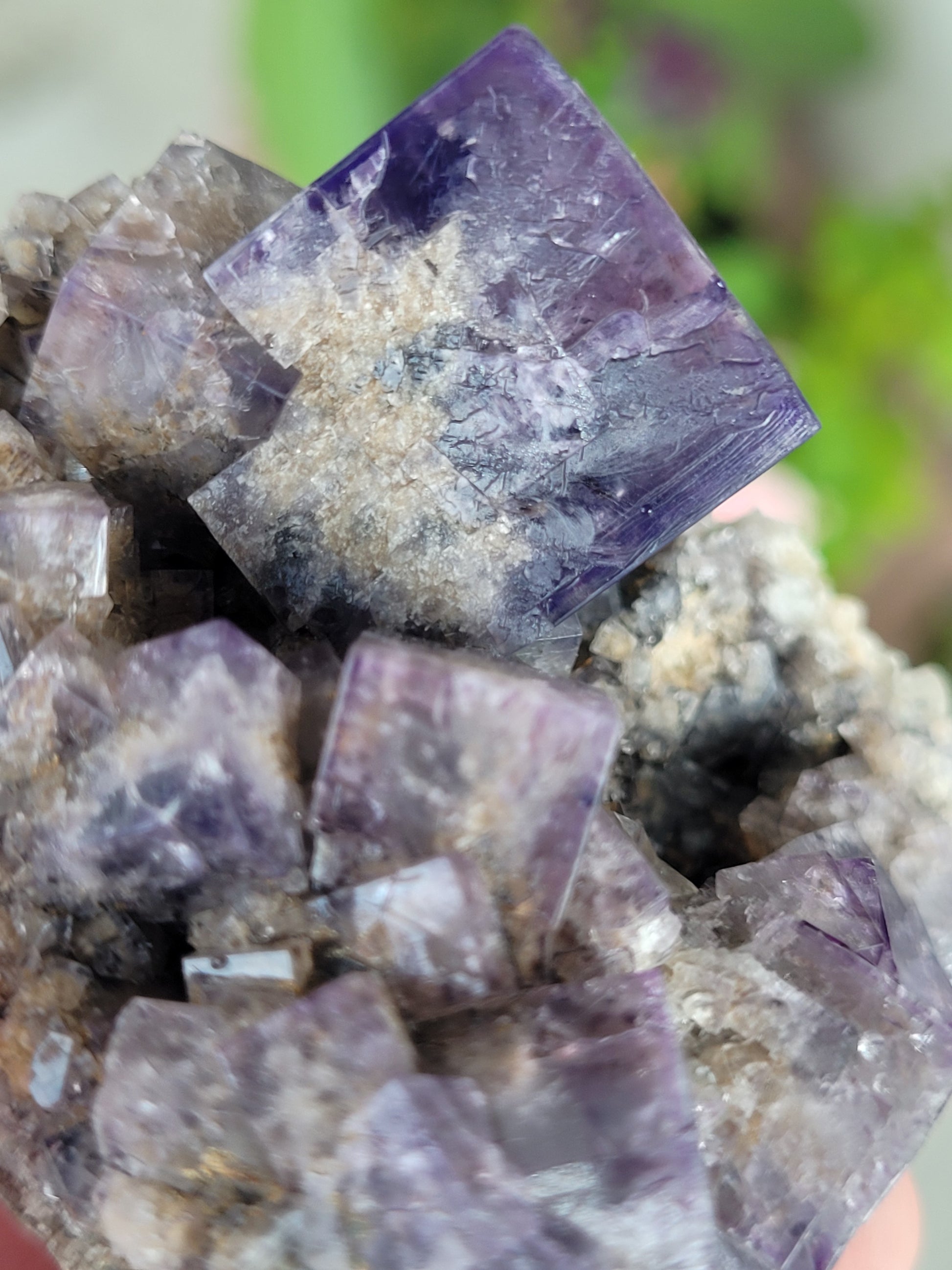 Close-up image of a cluster of Fluorite- Purple Rain Pocket crystals from Fairy Hole Vein, Lady Annabella Mine, Eastgate, Weardale, Co. Durham, England by The Crystalary. The deep inky purple hues feature hints of green and yellow inclusions. The cube-shaped crystals, some forming interpenetrant twins, boast a glossy appearance with translucent areas against a softly blurred background with greenery hints.