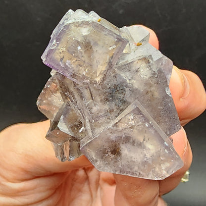 A hand holding the mesmerizing Fluorite from Cromwell Pocket, Greenlaws Mine, Daddry Shield, Stanhope, Co. Durham is seen showcasing a cluster of translucent, cubic crystals with a light purple hue. These crystals from The Crystalary have clear, well-defined edges and are slightly reflective. Known for changing color under different lighting conditions, these stunning pieces stand out prominently against the black background.