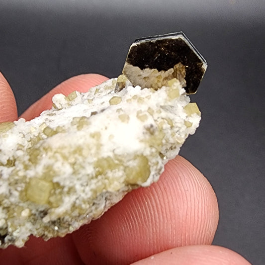 A close-up shot of a hand holding "AUCTION Muscovite" by The Crystalary reveals a striking dark-colored hexagonal crystal perched atop a cluster of smaller, light-hued crystals, with glistening muscovite interspersed among them. The solid dark grey background beautifully contrasts with the specimen's varied textures and colors, evoking the geological wonders of Raleigh, Wake Co., North Carolina.