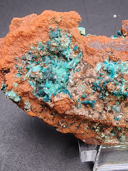 A close-up of The Crystalary's AUCTION Aurichalcite and Hemimorphite on Limonite from the Ojuela Mine in Mapimí, Durango, Mexico, showcases rusty orange rock intermixed with vibrant blue-green crystalline formations. The contrasting colors highlight the textures and details of Aurichalcite crystals, displaying fibrous and granular patterns against a neutral background.