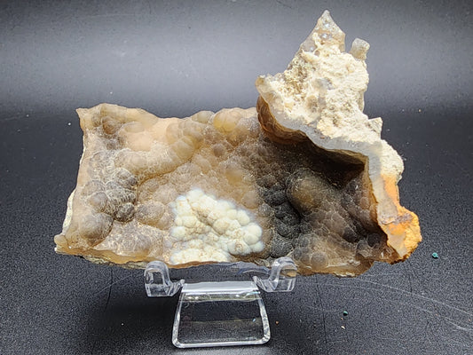 Displayed on a clear stand against a dark background, this mineral specimen from The Crystalary is an older collection piece. The AUCTION Agatized Coral – unknown locality features earthy tones of brown, gray, and white with a bumpy, textured slab and rough, jagged formation on the right. Its glossy surface includes scattered nodular formations—possibly agatized coral.