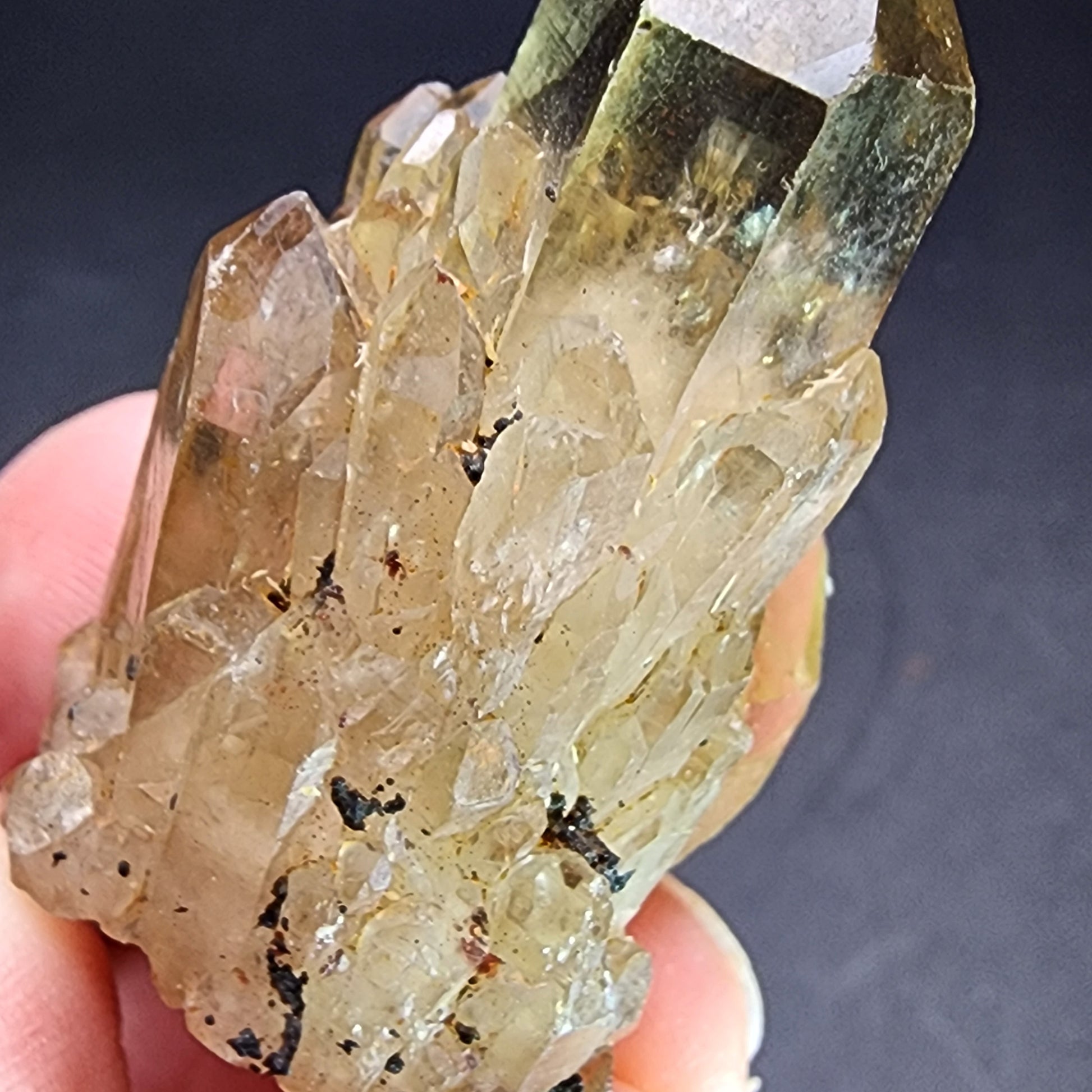 A close-up of a hand holding the AUCTION- Kundaline Citrine from Lwena, Katanga, Democratic Republic of Congo by The Crystalary against a dark background. The elongated clear quartz crystals exhibit a yellowish hue reminiscent of citrine cathedral candle formations and contain several dark inclusions, giving the piece a unique and textured appearance.