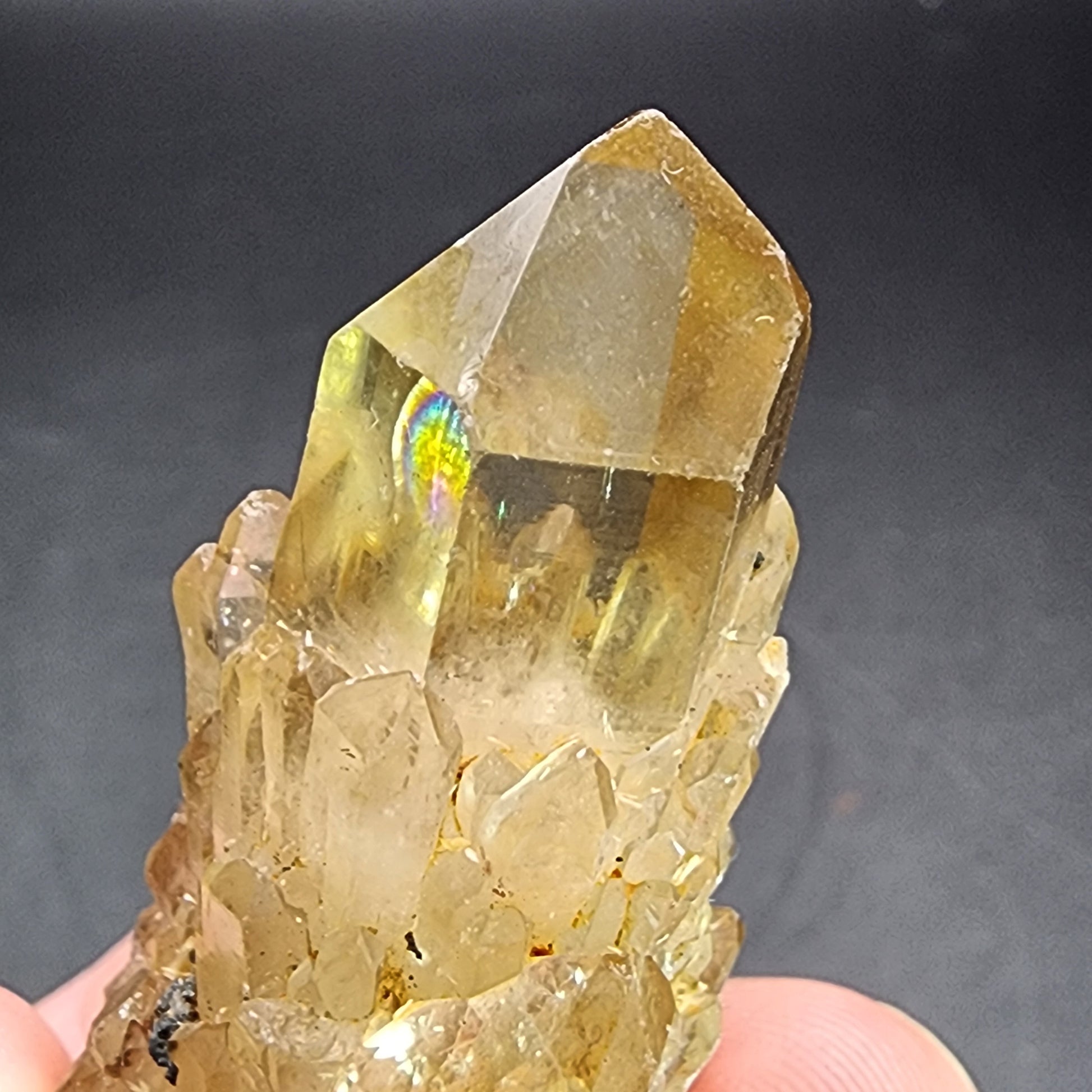 A person's hand holds the AUCTION- Kundaline Citrine from The Crystalary, showcasing a mini points cluster of translucent yellow quartz crystals against a dark background. The sharp, angular crystals from Lwena, Katanga in the Democratic Republic of Congo reflect light to produce a subtle rainbow effect near the top of the largest point, reminiscent of citrine cathedral candles.