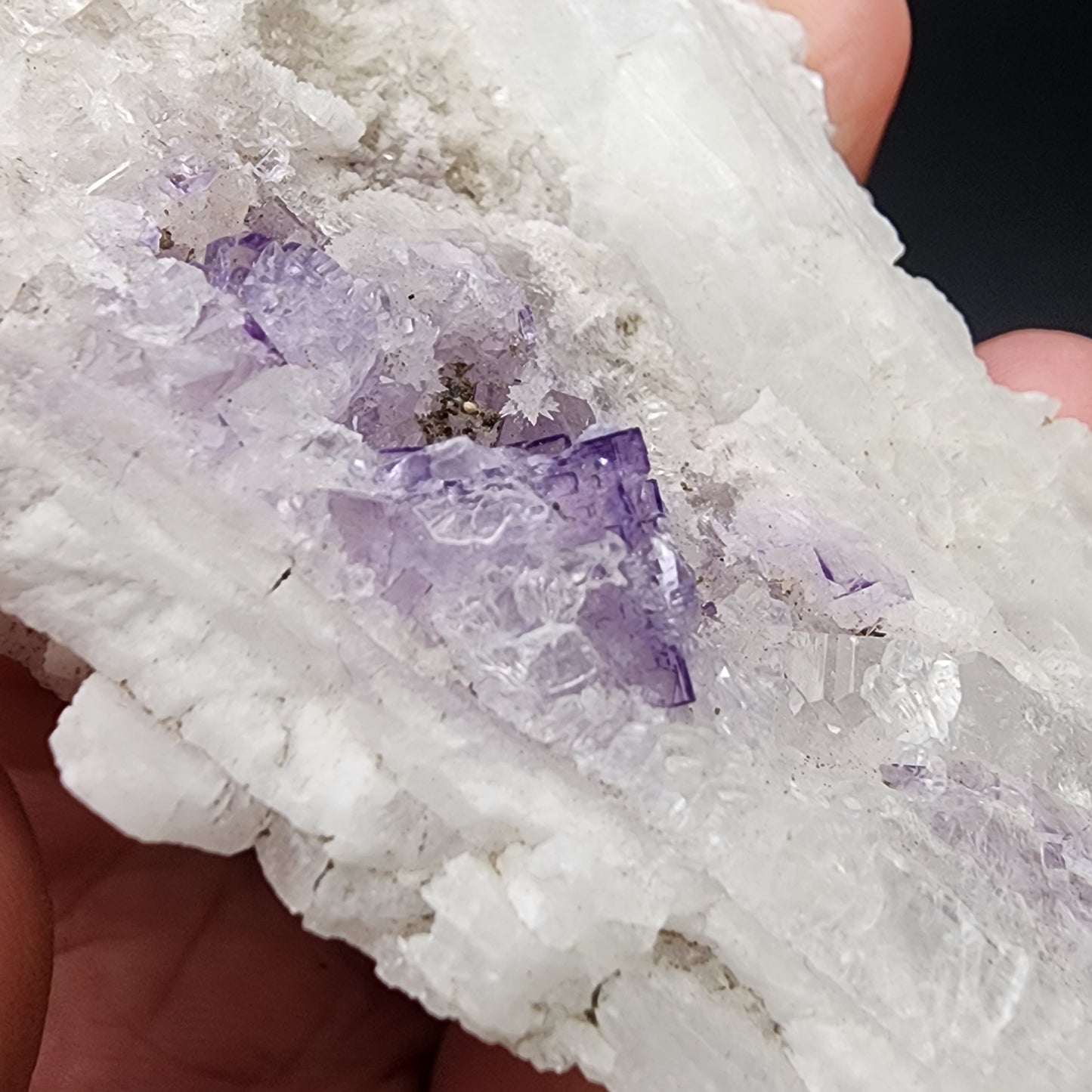 A close-up of a hand holding a specimen reveals the intricate crystalline structure of the AUCTION Fluorite on Celestine, sourced from the Tule Mine in Melchor Múzquiz, Coahuila, Mexico. The piece, offered by The Crystalary, features prominent purple fluorite crystals embedded within a translucent white and light purple celestine matrix, showcasing an exquisite blend of colors and textures.