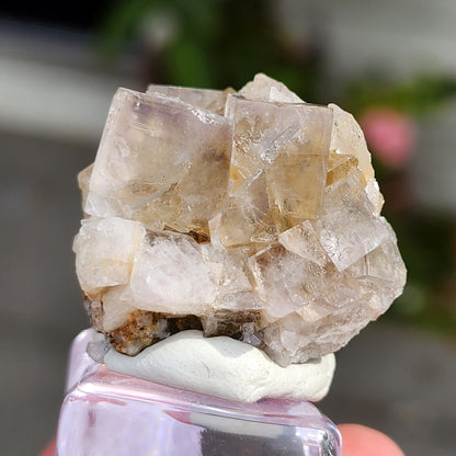 Close-up of a mounted cluster specimen featuring translucent, cubic fluorite crystals with a beige hue from the Bull Vein in the Lady Annabella Mine, Eastgate, Weardale, Co. Durham, England. This exquisite AUCTION Fluorite from The Crystalary is mounted on a white base and placed on a transparent stand. The background is slightly blurred to accentuate the detailed structure of the crystals.