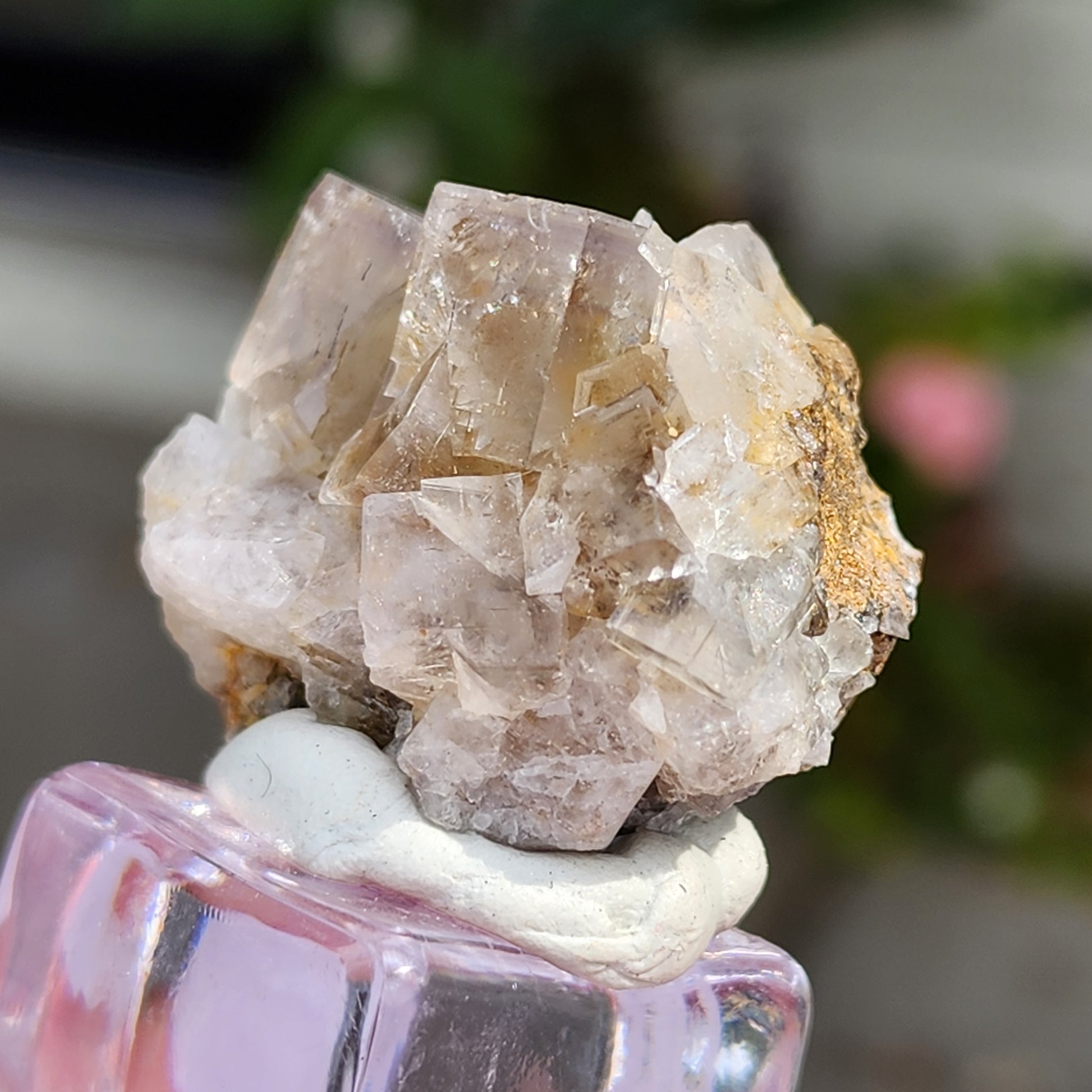 Close-up of a mounted specimen showcasing translucent cubic crystals with a light beige hue, displayed on a pink, reflective surface. The crystals have some rough edges and are partially embedded in a brownish matrix. Sourced from the Lady Annabella Mine in Weardale, this piece is part of The Crystalary's AUCTION Fluorite collection from Bull Vein at Eastgate, Co. Durham, England. The background features a blurred hint of greenery.
