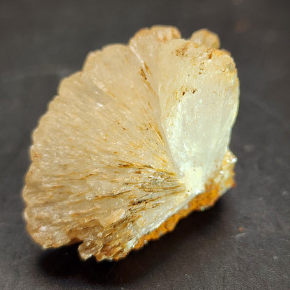 A close-up of the AUCTION Hemimorphite from Ojuela Mine, Mapimi, Durango, Mexico by The Crystalary reveals a fan-shaped mineral specimen showcasing a radial pattern of pale, translucent crystals with a slight yellowish hue. The texture is layered as each crystal segment spreads from a central point and rests on a dark, smooth surface.