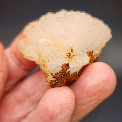 A hand holding a light-colored, fan-shaped AUCTION Hemimorphite crystal from The Crystalary, featuring slightly translucent edges and reddish-brown mineral deposits at the base. Sourced from the renowned Ojuela Mine in Mapimi, Durango, Mexico. The background is blurred.