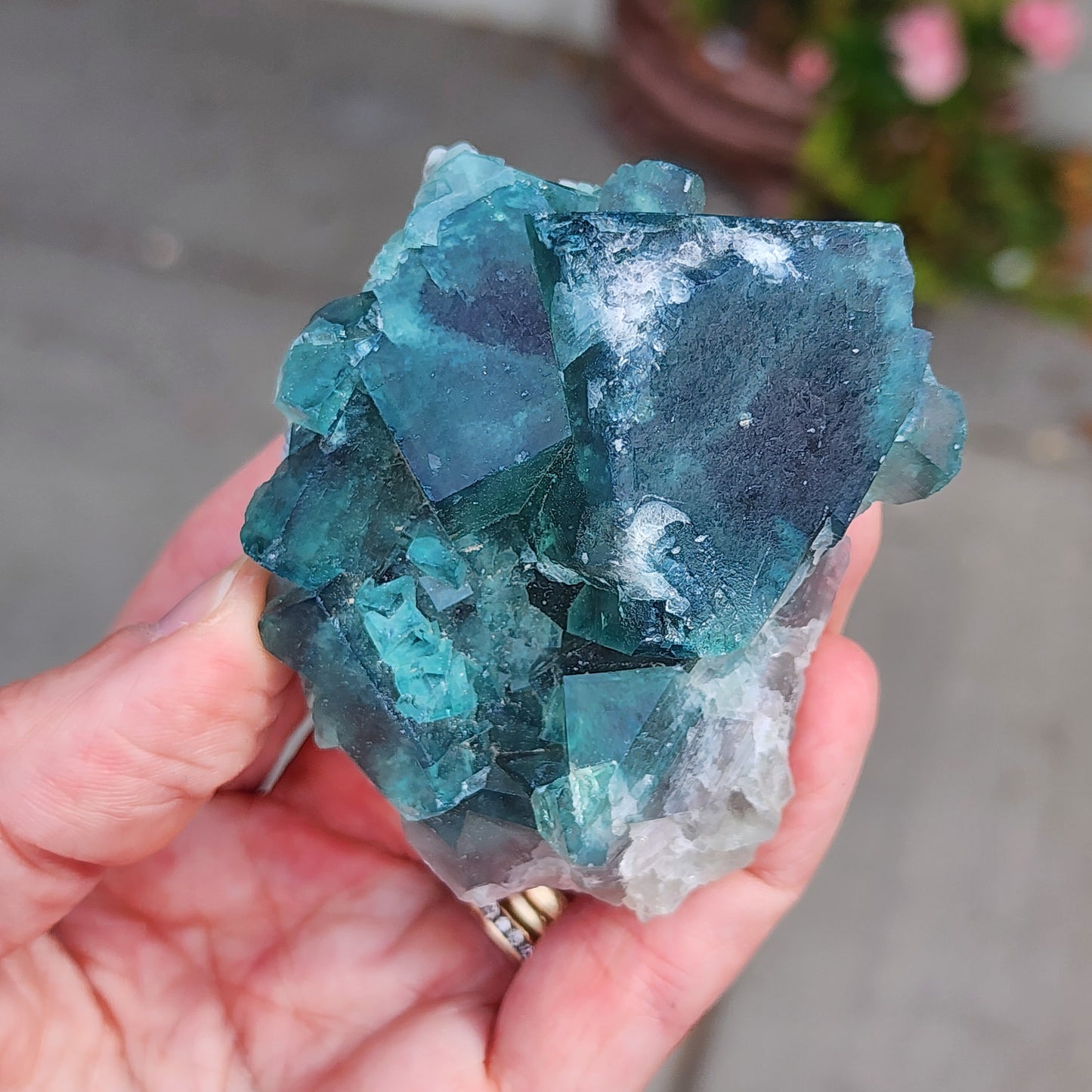 A hand showcasing the AUCTION Fluorite from The Crystalary, featuring a cluster of vibrant blue-green crystals from Fluorite Occurrence in Mandrosonoro, Ambatofinandrahana, Amoroni'i Mania, Madagascar. The crystals have sharp and well-defined edges. The slightly blurred background hints at a garden adorned with pink flowers. The person holding the crystal is wearing a gold ring.