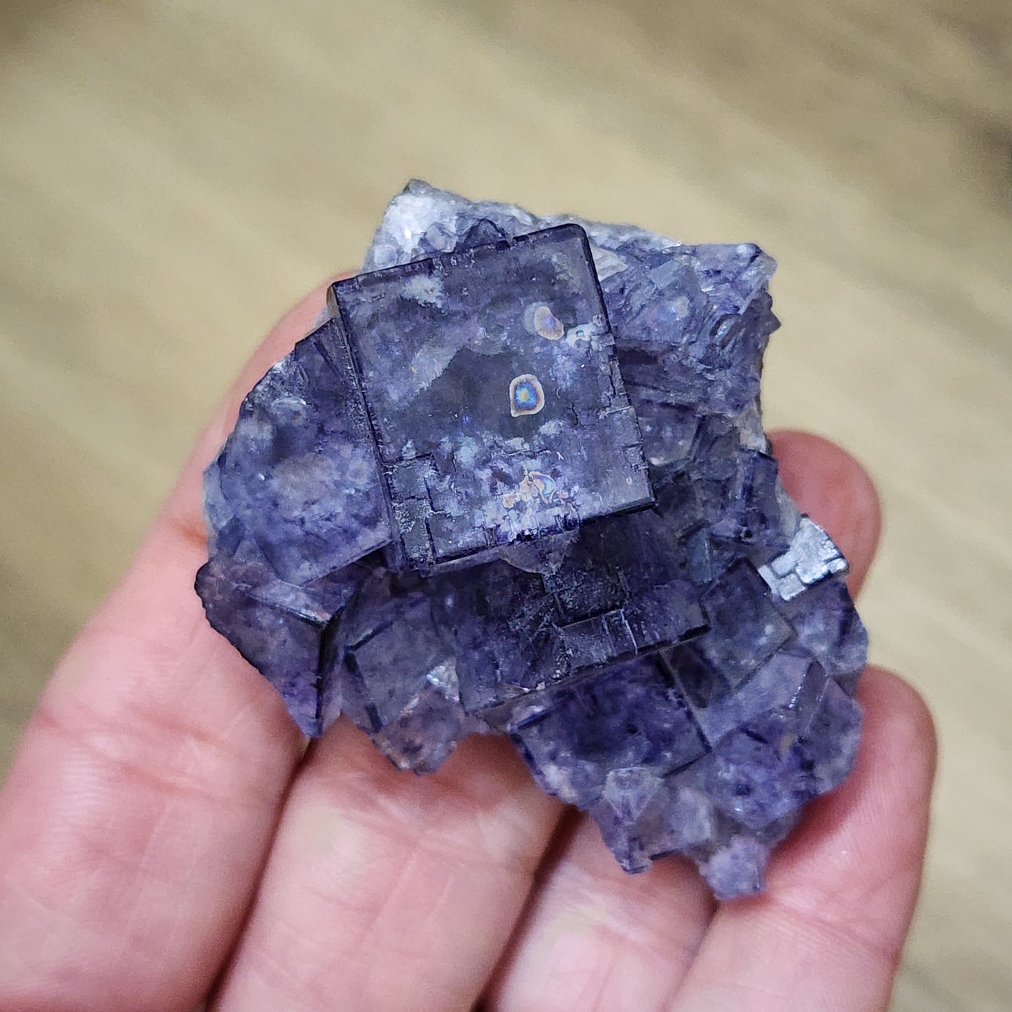 A hand holding a raw, purple cubic fluorite crystal cluster. The LIVE- vineyardguy- 9/27/24 pieces from The Crystalary are translucent with various shades of deep purple and have a cloudy, glass-like appearance reminiscent of Larkins' finest gemstones. The background is blurred, highlighting the focus on the crystal.