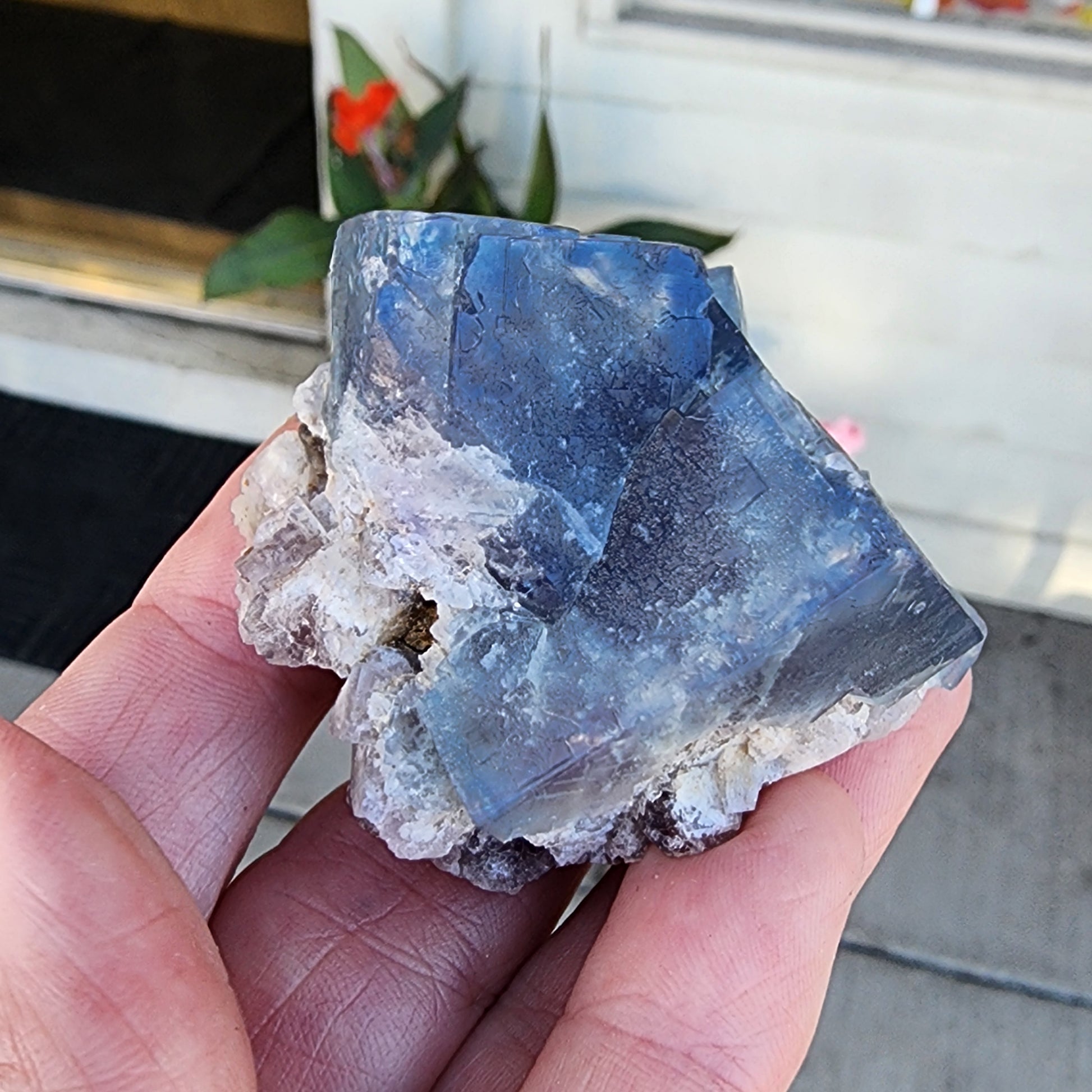 A hand holds a blue fluorite crystal cluster from The Crystalary, featuring clear and white edges. The background reveals part of a building, a doormat, and some plants. Sunlight enhances the colors and details of the Fluorite- Fairy Holes Pocket, Lady Annabella Mine, Eastgate, Weardale, Co. Durham, England crystal.