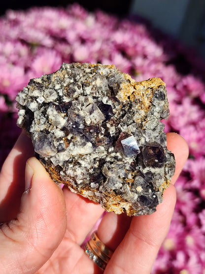 A hand holds a stunning Fluorite-Smoky Rabbit Pocket from the Diana Maria Mine, Frosterley, Weardale, Co. Durham, England. The purple crystals embedded in the rocky matrix are beautifully contrasted against a background of blurred pink flowers. This exquisite piece is brought to you by The Crystalary.