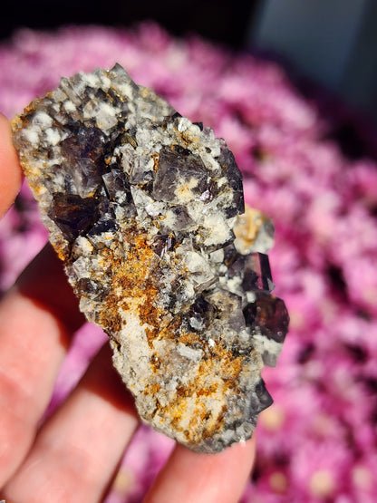 A close-up of a hand holding a rough mineral specimen featuring dark purple crystals with a rusty, textured base, likely the Fluorite from Smoky Rabbit Pocket, Diana Maria Mine, Weardale. The blurred view of vibrant pink flowers in the background enhances the charm of The Crystalary's sku3015 product.