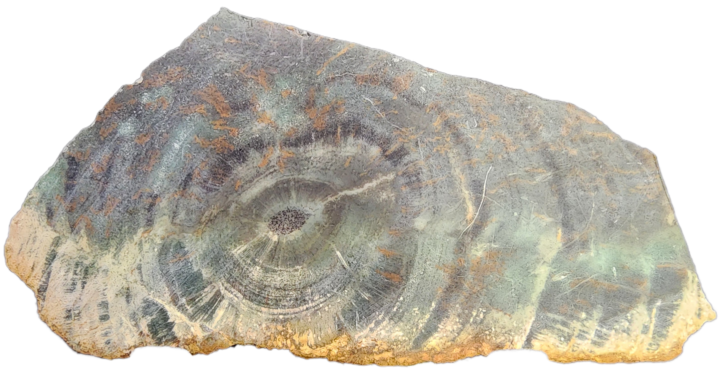 Fossil- Petrified Wood, sku 3056