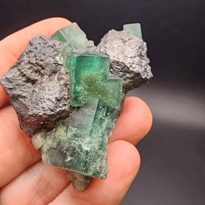 A hand cradles a cluster of green cubic crystals, identified as The Crystalary's Fluorite and Galena from the Greedy Hog Pocket, Diana Maria Mine in Co Durham, UK (sku 3068), interwoven with dark, rough-textured mineral rocks against a plain dark background.