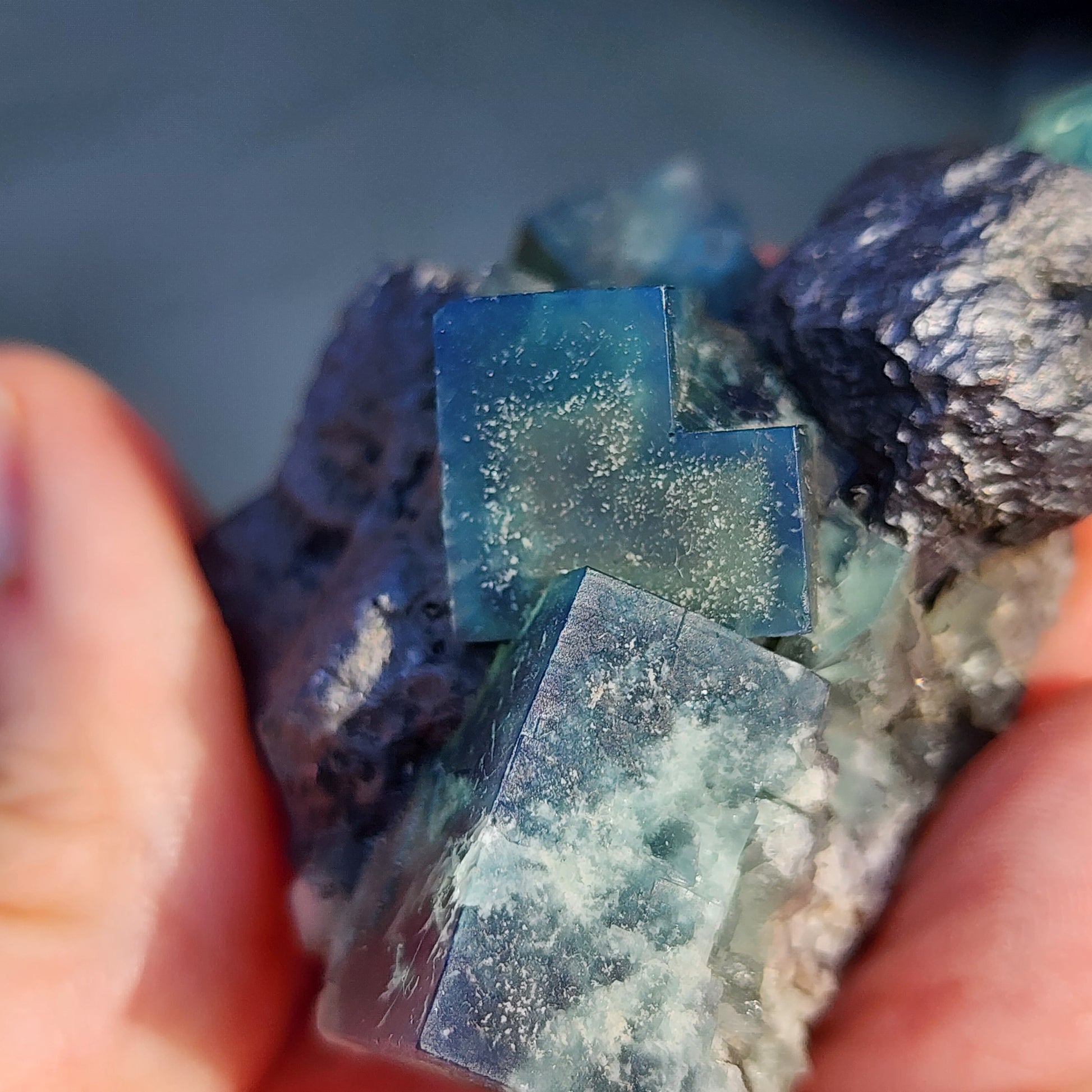 A close-up of a hand holding the Fluorite and Galena crystals from The Crystalary captures the blue-green cubic gems glistening with a matte finish. These stunning crystals, sku 3068, rest on a textured gray rock matrix sourced from the famed Greedy Hog Pocket at Diana Maria Mine in Co Durham, UK. A blurred background enhances the depth of this mesmerizing mineral scene.