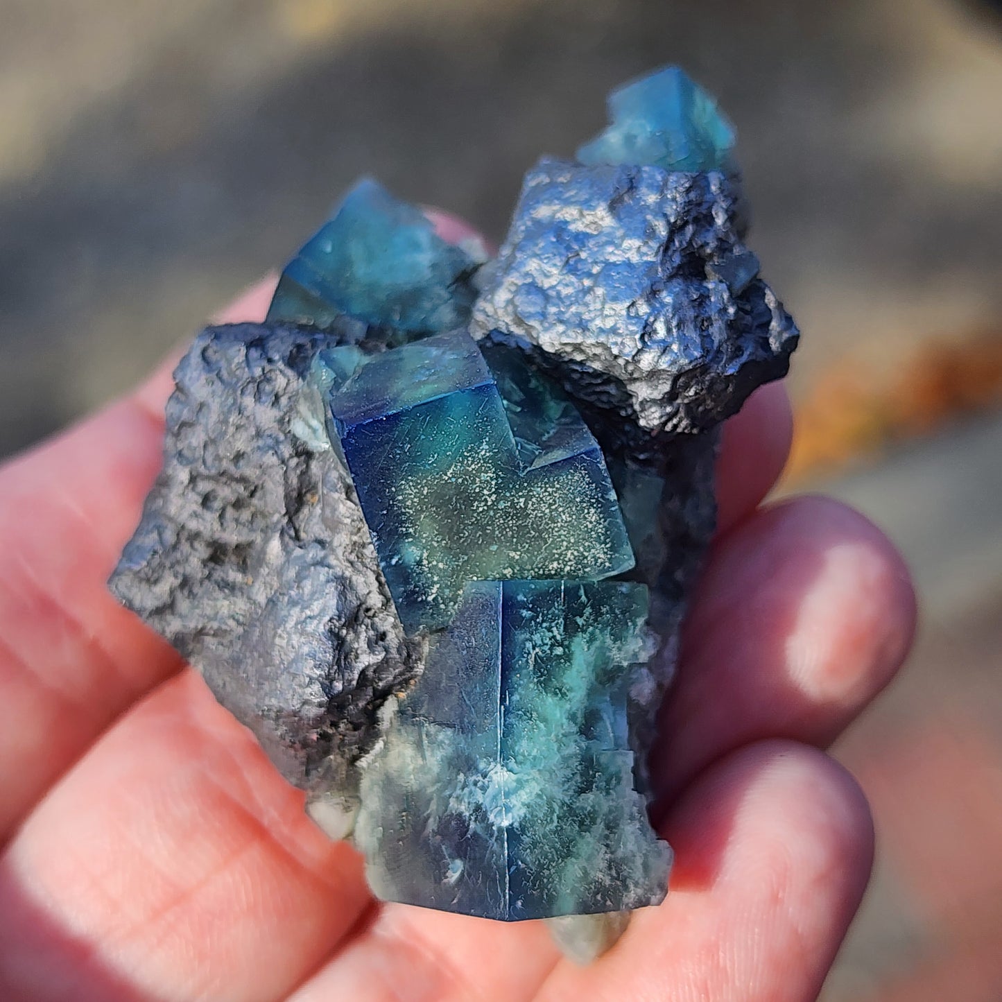 A hand holds a vibrant cluster of blue and teal fluorite crystals from The Crystalary, sourced from the Greedy Hog pocket at the Diana Maria Mine in Co Durham, UK. Their rough, textured surface glistens in the sunlight, showcasing geometric cubical shapes with enhanced natural colors and transparency, accented by whispers of embedded Galena. SKU 3068.