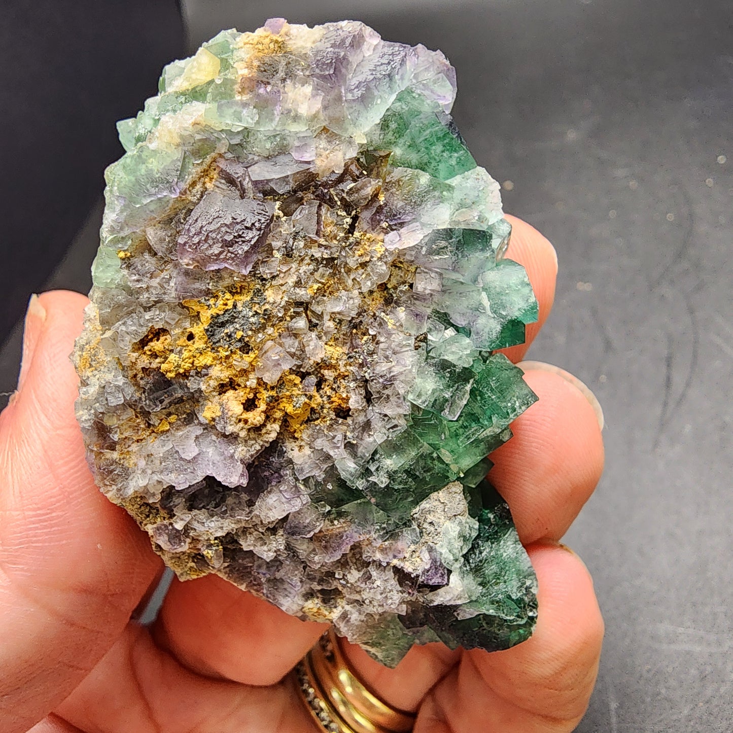 A hand showcases a striking mineral specimen from the Greedy Hog pocket at the Diana Maria Mine, featuring green, purple, and clear fluorite crystals with golden-yellow inclusions against a dark gray surface. This beautiful piece is part of The Crystalary collection, sku 3067.