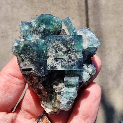 A hand showcases a cluster of Fluorite and Galena crystals with cubic formations, shimmering in the sunlight like hidden gems from a Greedy Hog Pocket by The Crystalary, set against a neutral background.