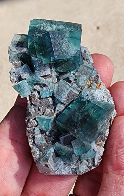 A hand showcases a breathtaking cluster of fluorite and galena from the Greedy Hog pocket at the Diana Maria Mine in Co Durham, UK. Sold by The Crystalary under SKU 3065, these cube-shaped crystals rest on a rough gray stone matrix and glisten in the sunlight, captivating everyone with their translucent beauty.