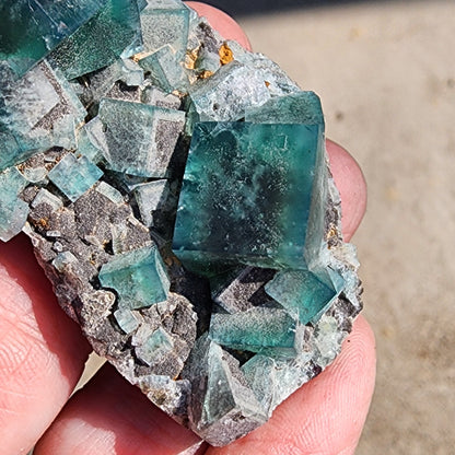 A hand holds a rock with large green fluorite crystals from the Greedy Hog pocket of the Diana Maria Mine, Co Durham, UK. These transparent cubic shapes from The Crystalary contrast against the rough gray rock, while sunlight highlights the textures and colors of these dazzling Fluorite and Galena crystals (sku 3065).