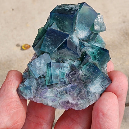 A detailed view of a hand displaying vibrant blue and green fluorite crystals from the Greedy Hog pocket, Diana Maria Mine in Co Durham, UK. The crystals feature large, distinct cubic formations against a softly blurred neutral background. This specimen is identified as sku 3063 from The Crystalary.