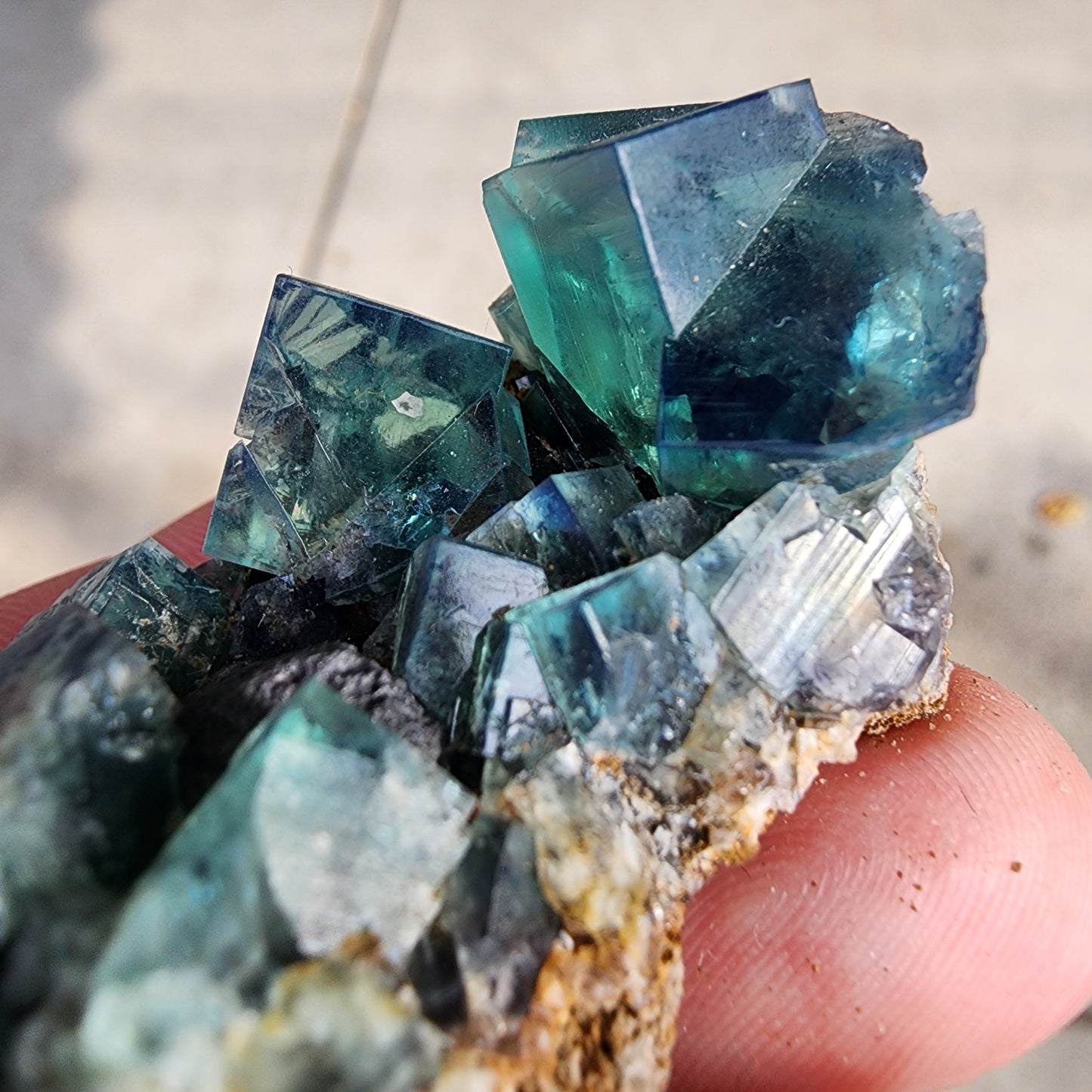 A close-up image showing fingers gently holding a cluster of translucent blue and green cubic crystals from The Crystalary, identified as Fluorite from the Greedy Hog pocket in the Diana Maria Mine, Co Durham, UK (SKU 3062). These crystals have a shiny surface similar to galena and are attached to a rocky base.