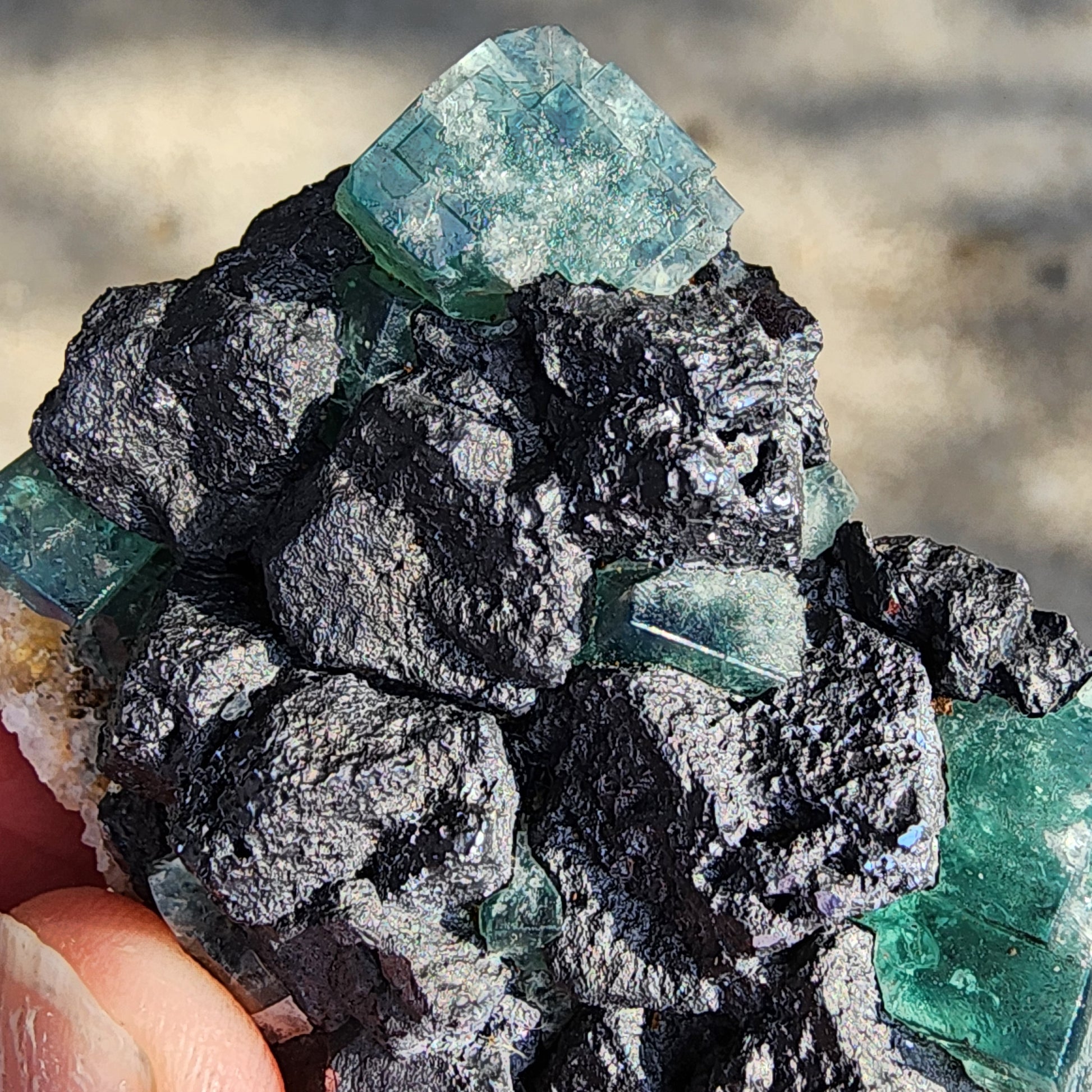 A close-up of a hand holding a cluster from The Crystalary, featuring the Fluorite and Galena - Northern Lights Pocket from the Diana Maria Mine, Co Durham, UK (sku 3060). The rough black stones starkly contrast with translucent teal fluorite crystals arranged in cubic formations, set against a blurred gray background.