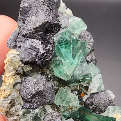 A close-up of a mineral specimen from The Crystalary showcases shiny black Galena formations intertwined with translucent greenish-blue Fluorite crystals. A person's fingers partially hold the rough-textured rock against a dark background, capturing the essence of the Greedy Hog Pocket discovery at Diana Maria Mine in Co Durham, UK (Product SKU: 3058).