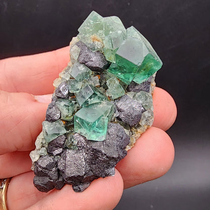 A hand holds a vibrant cluster of cubic fluorite crystals from the Greedy Hog Pocket, Diana Maria Mine, Co Durham, UK, contrasted by the dark texture of galena in front of a plain dark background. This exquisite piece is brought to you by The Crystalary under SKU 3058.