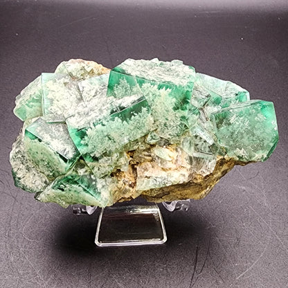 Fluorite- Fluorite- Toxic Apple Pocket, Poison Ivy, Lady Annabella Mine, Eastgate, Weardale, Co Durham, UK, sku3873