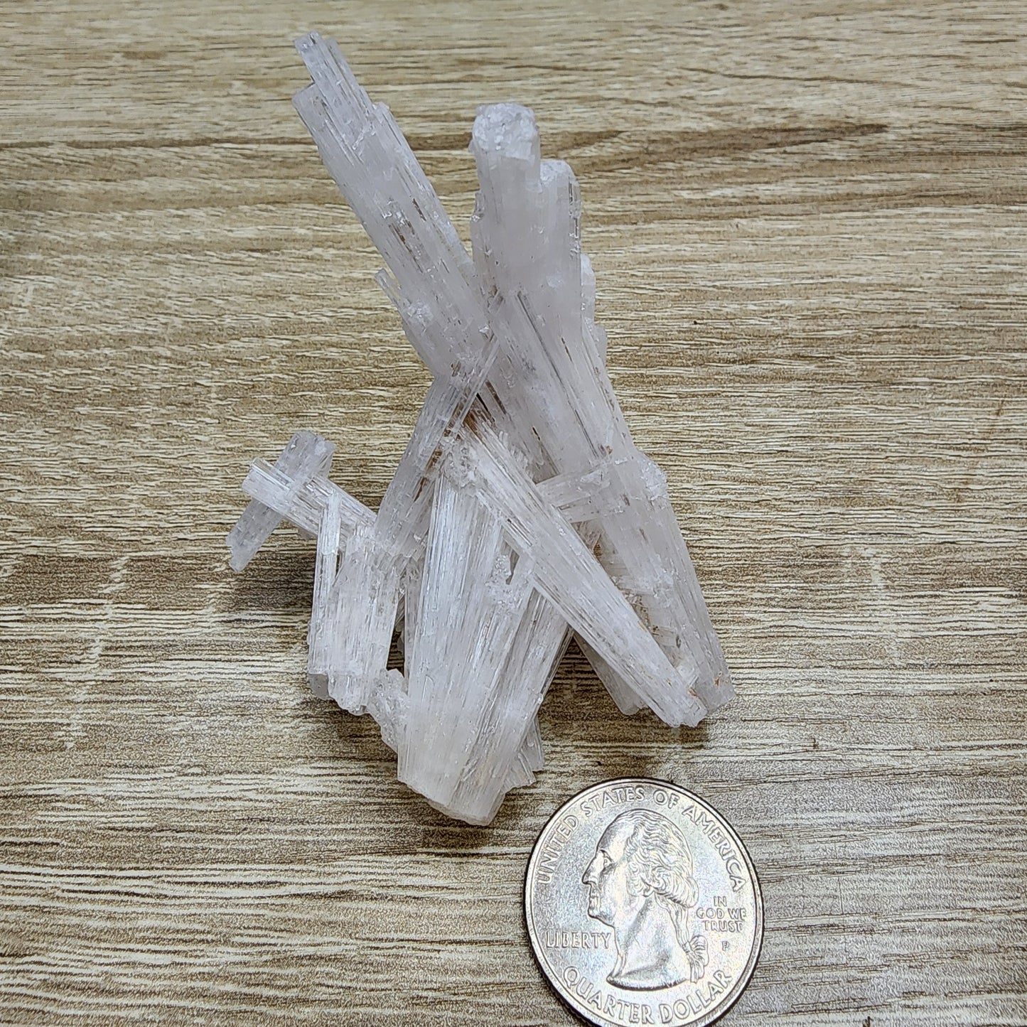 An assortment of translucent PrincessPelvis selenite crystal sticks and glowing purpurite, arranged upright on a wooden surface alongside a U.S. quarter for size reference, from The Crystalary's LIVE collection dated 11/14/24.