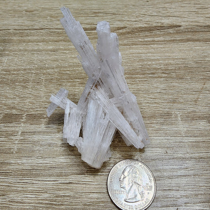 An assortment of translucent PrincessPelvis selenite crystal sticks and glowing purpurite, arranged upright on a wooden surface alongside a U.S. quarter for size reference, from The Crystalary's LIVE collection dated 11/14/24.