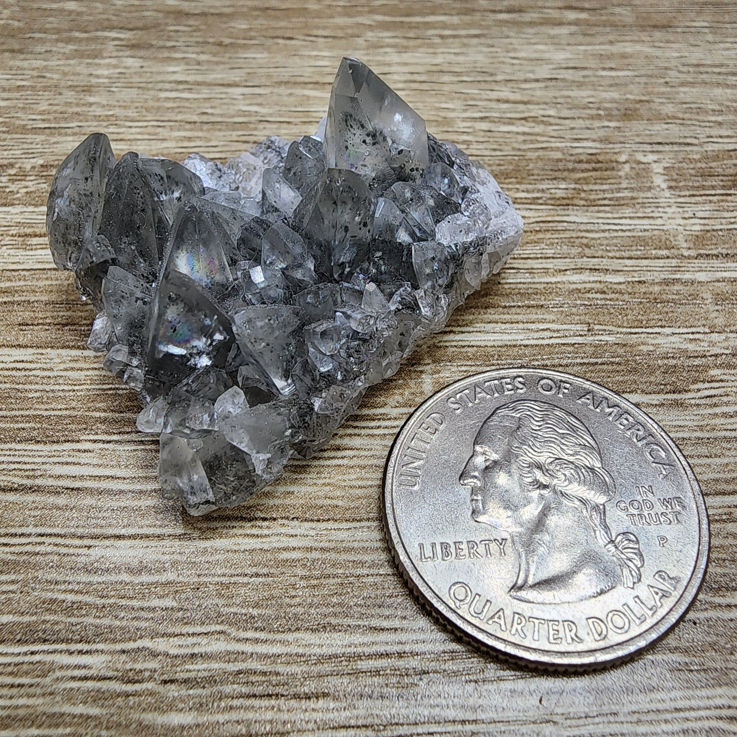 A cluster of The Crystalary's LIVE- KarenWR- 11/14/2024 quartz crystals with black inclusions is displayed beside a U.S. quarter on a wooden surface, showcasing the size and intricate details of this captivating mineral formation, accentuated by hints of calcite woven throughout.