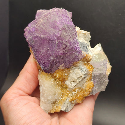 A hand displays "Fluorite - Ice Cream Igloo Pocket," a specimen from The Crystalary featuring striking purple cubic crystals encircled by smaller formations in white, yellow, and gray, originating from Bingham, Hansonburg District in Socorro County, New Mexico (SKU 3259), against a dark background.