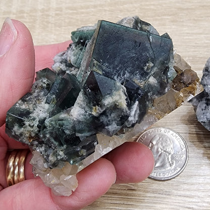 A hand holds a cluster of dark green cubic crystals from The Crystalary's "LIVE- SerenityShana- 11/15/2024," featuring white mineral deposits on a beige rock base. Adjacent to it, a United States quarter provides size reference. The crystals exhibit a glossy surface and sharp edges, reminiscent of stars in the Milky Way.